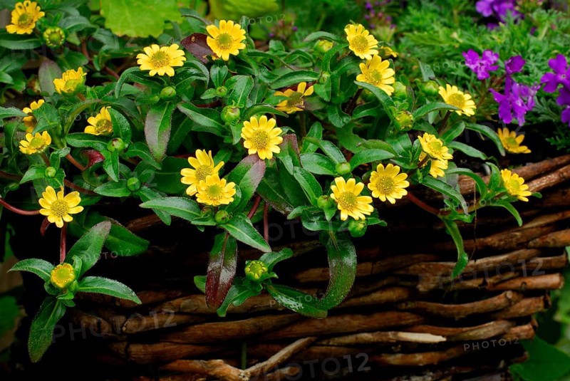 Mexican creeping zinnia (Sanvitalia procumbens) Hussar's Head