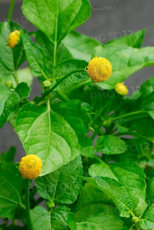 Paracress (Spilanthes oleracea) (Acmella oleracea), tingling button, toothache plant