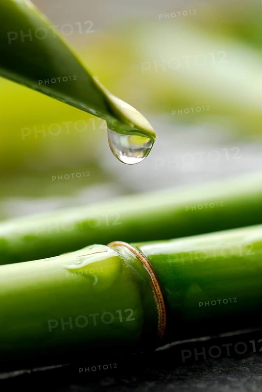 Bamboo cane with water drops