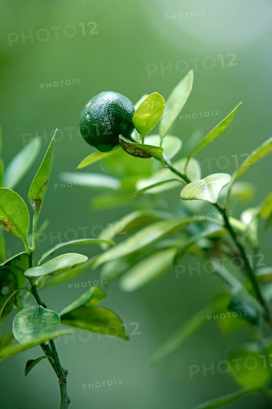 Lime (Citrus latifolia)