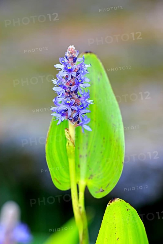 Pickerelweed (Pontederia cordata), Pontederiaceae