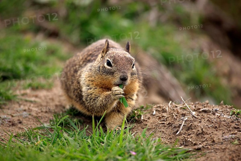 California california ground squirrel (Spermophilus california ground squirrel (Citellus beecheyi), California, Beechey's Ground Squirrel, USA, North America