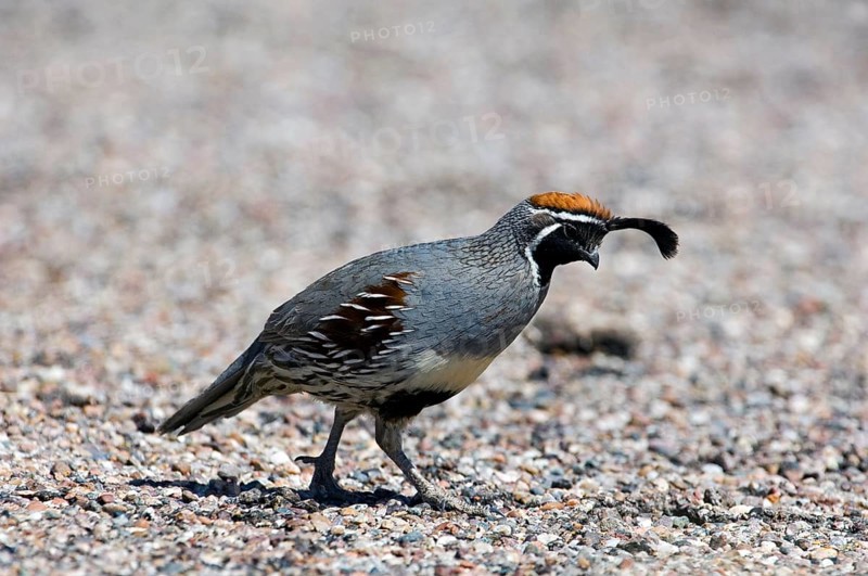 Lophortyx gambellii, Callipepla gambelii, Crested quail, Crested quail, gambel's quails (Callipepla gambelii), Chicken birds, Animals, Birds, Quails, Gambel's quail (Lophortyx gambelii) male foraging in the desert, native to Southwestern Uni