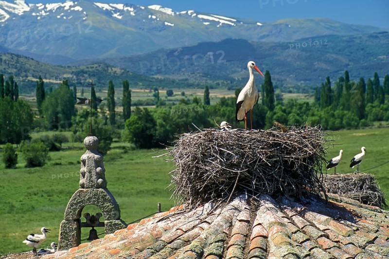 White storks (Ciconia ciconia) with chicks nesting on the roof of an old church in a village, Spain, Europe