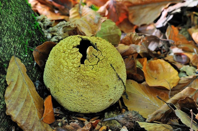 Common earthball (Scleroderma citrinum) fungus in forest