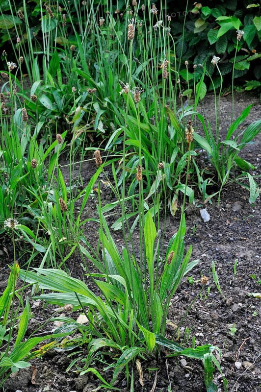 Ribwort plantain (Plantago lanceolata), plantain family, Ribwort plantain, English plantain
