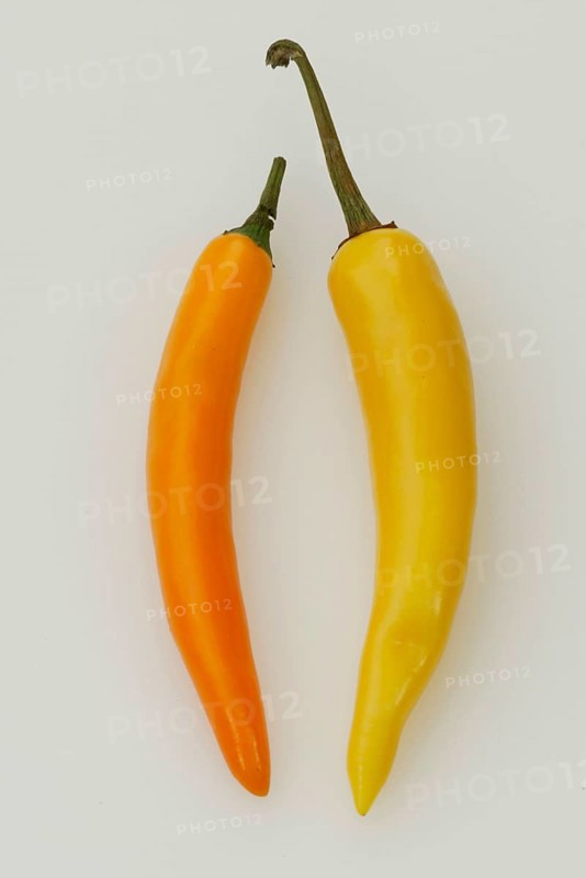 Hot Chili (Capsicum annuum), Pfefferschote, Gemuese, vegetable, Nachtschattengewaechse, Solanaceae, Gewuerzpflanzen, pot herbs, Freisteller, cut out, Objekt, object, gelb, yellow, orange, Hochformat, vertical, innen, Studio, indoor, Nahrungsmittel, food