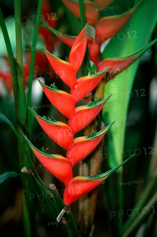 Lobster Claw (Heliconia caribaea)