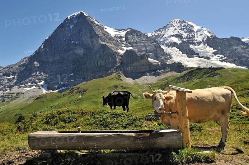 Mount Eiger and the domestic cattle (Bos taurus) with cowbell at the drinking trough in the pasture, Swiss Alps, Switzerland, Europe