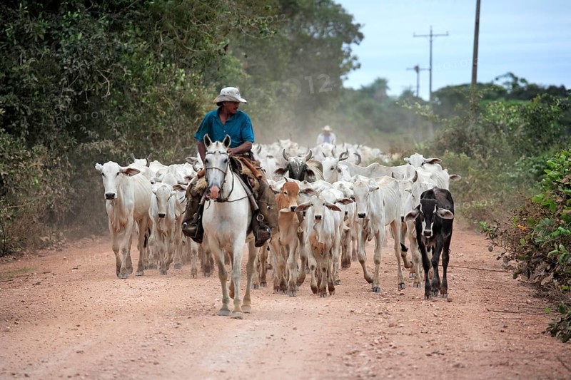 Cowboy on horseback with herd of cattle, Pantanal, Brazil, vaqueiro, pantaneiro horse, South America