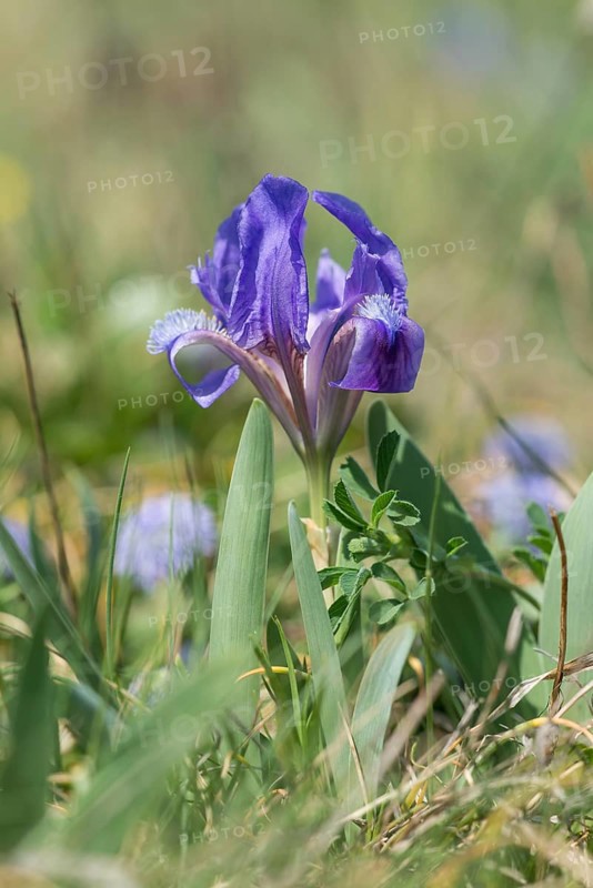 Iris species (Iris pumila), Austria, Europe