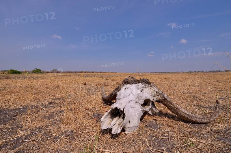 Skull of a Cape buffalo (Syncerus caffer), Nsefu sector, South Luangwa National Park, Zambia, Africa