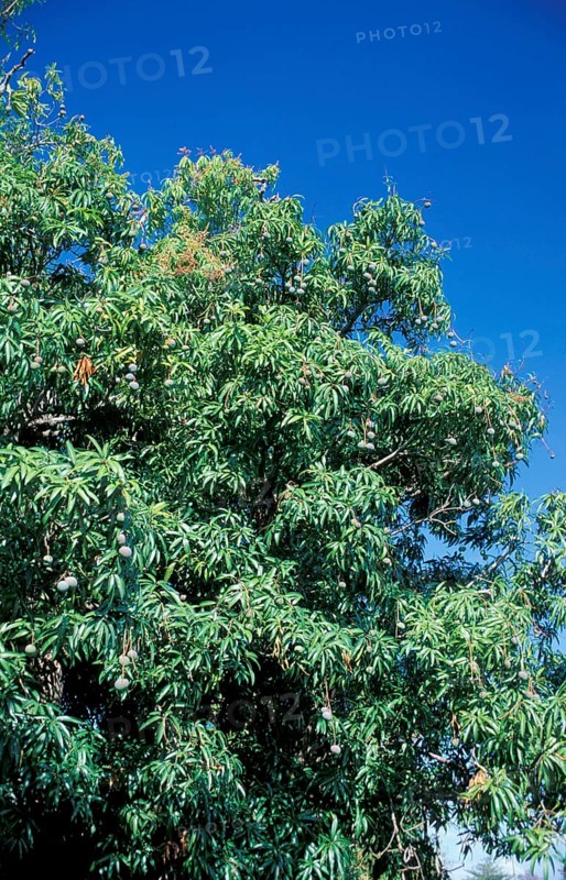 Mango (Mangifera indica) tree, Madagascar, Africa