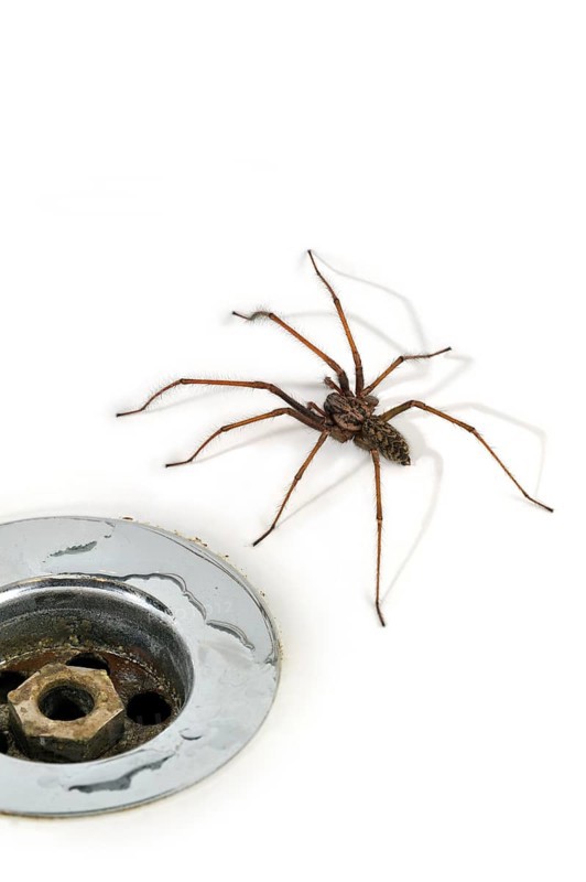 Giant house spider (Tegenaria duellica) (Tegenaria gigantea) in the washbasin, sink next to the socket in the bathroom, Belgium, Europe