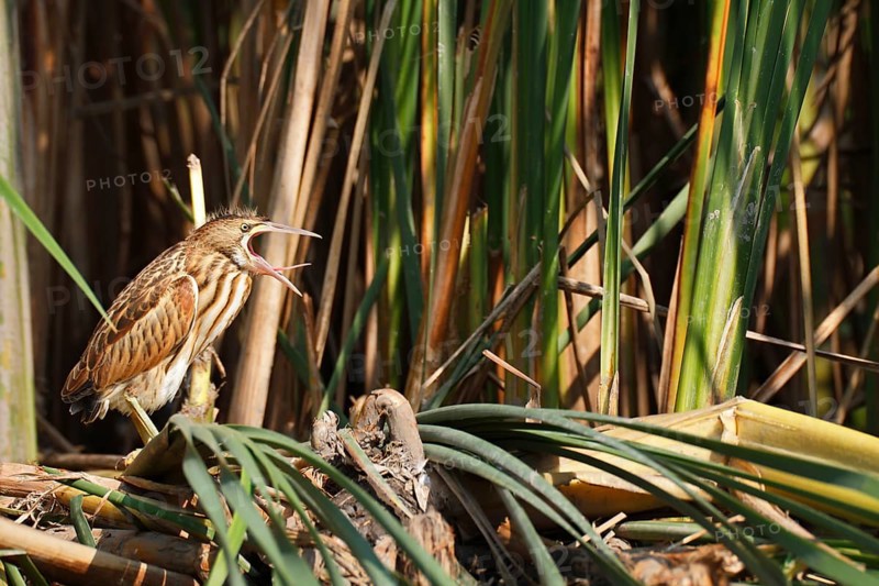 Little Bittern (Ixobrychus minutus), young bird, Middle Elbe Biosphere Reserve, Dessau-Roßlau, Saxony-Anhalt, Germany, Europe