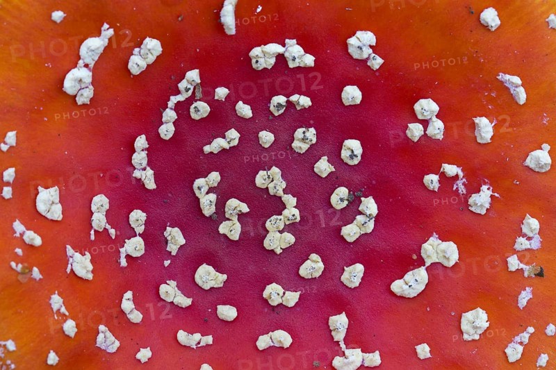 Close-up of red cap of fly agaric (Amanita muscaria), fly amanita mushroom showing white spots, pyramid-shaped warts, remnants of the universal veil