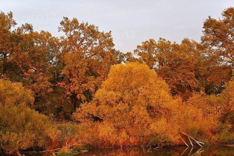 Ancient oaks with willows in autumn foliage at an oxbow lake, Middle Elbe Biosphere Reserve, Saxony-Anhalt, Germany, Europe