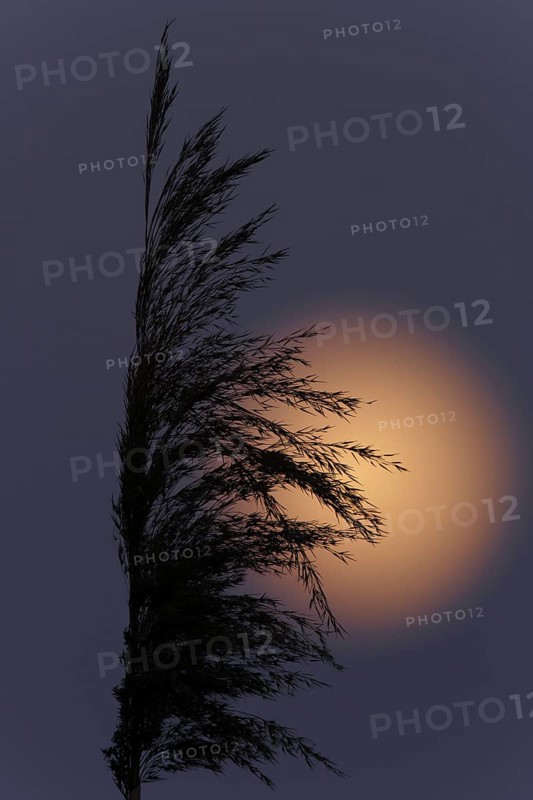 Full moon behind a reed tassel, Middle Elbe Biosphere Reserve, Saxony-Anhalt, Germany, Europe