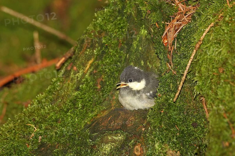 Coal Tit (Periparus ater) Young bird a few minutes in front of fledging from the breeding cavity in a hollow tree stump, Allgäu, Bavaria, Germany, Europe