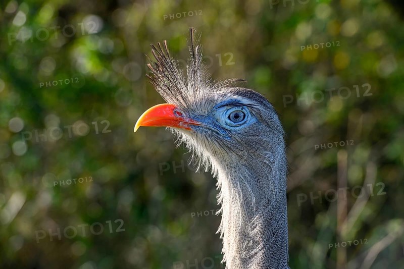 Red-legged seriema (Cariama cristata) at the breeding station of the Conservation Land Trust at the Estancia El Socorro, Portrait, at Colonia Carlos Pellegrini, Esteros del Iberá, Province of Corrientes, Argentina, South America