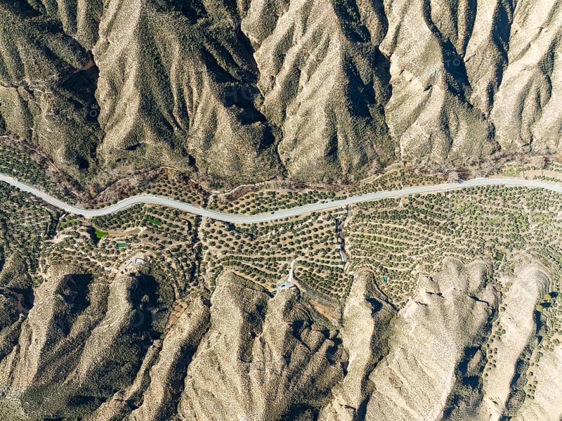 The Gor river valley is grown with cultivated olive trees (Olea eropaea), aerial view, drone shot, Gorafe Desert, UNESCO Granada Geopark, Granada province, Andalusia, Spain, Europe