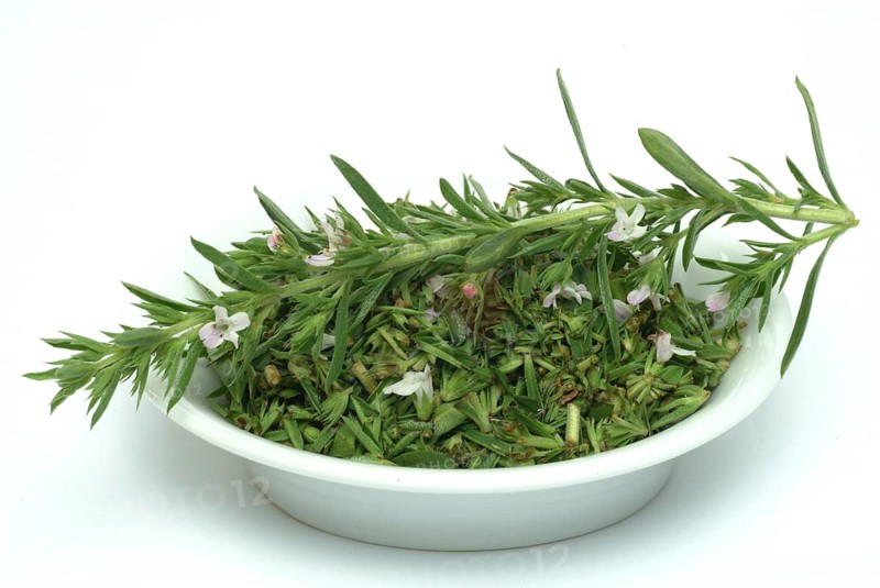 Summer savory (Satureja hortensis), also garden savory, true savory, pepperwort, family of the labiates, used since ancient times as a medicinal plant and spice plant