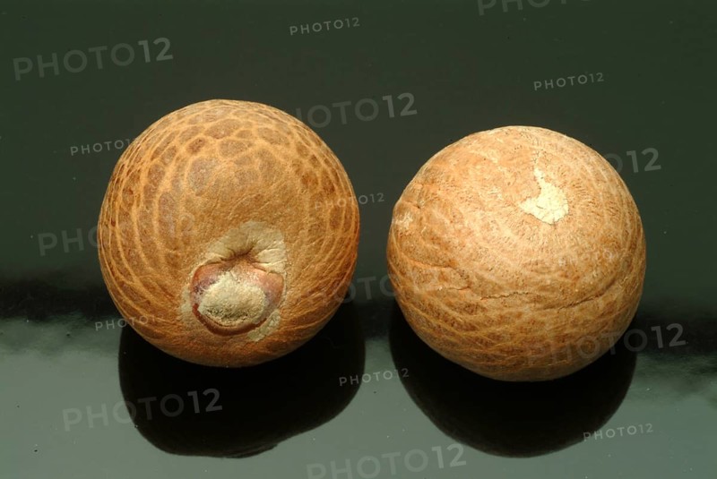 Supari, Areca nut, betel nut, areca nut, puga, pinag, whole fruit, fruit of the areca palm (Areca catechu), betel palm, catechu palm or areca palm, medicinal plant, drug