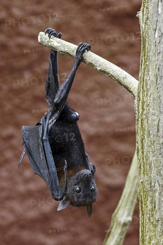 Lyle's flying fox (Pteropus lylei) native to Cambodia, Thailand and Vietnam, male hanging upside down from branch with hind feet