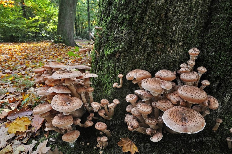 Dark honey fungus (Armillaria solidipes) (Armillaria ostoyae) at base of infected tree