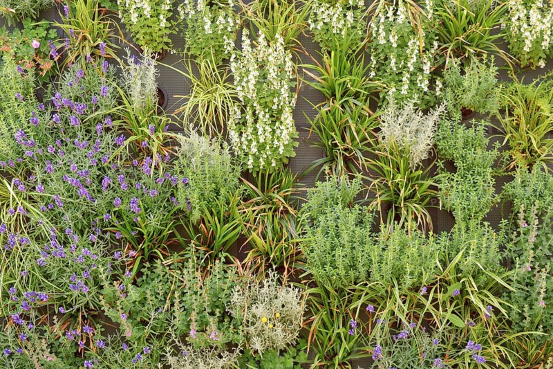 Living green wall, a vertical structure intentionally covered by plants in a growing medium