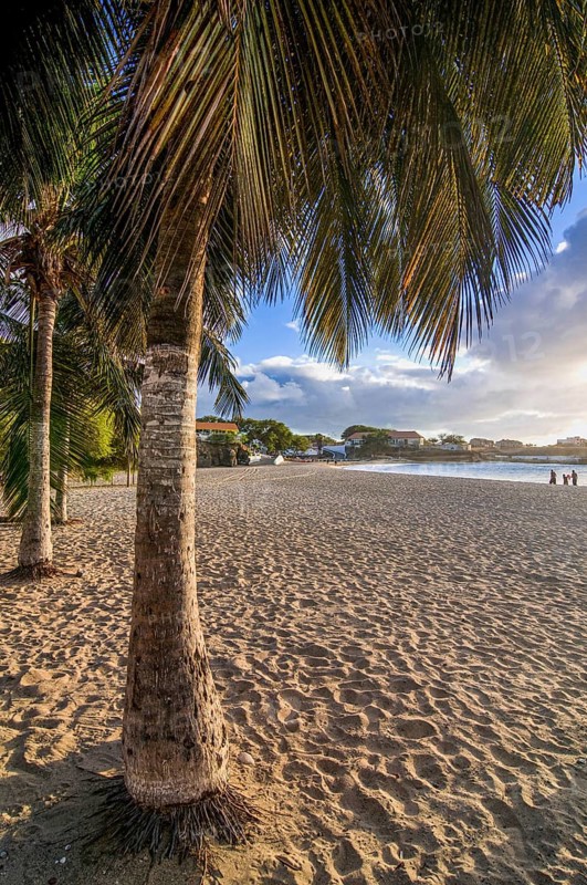Palms at sandbeach in twilight.Tarrafal. Santiago. Cabo Verde. Africa