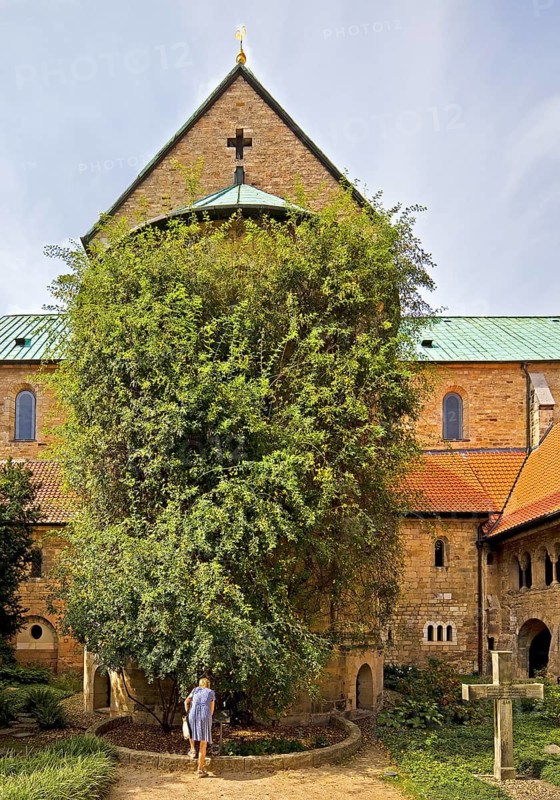 Thousand-year-old rose bush in the cemetery of the Mariendom, landmark of the city of Hildesheim, Lower Saxony, Germany, Europe