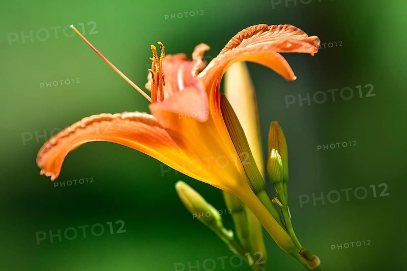 Flowering daylily (Hemerocallis fulva), Bavaria, Germany, Europe
