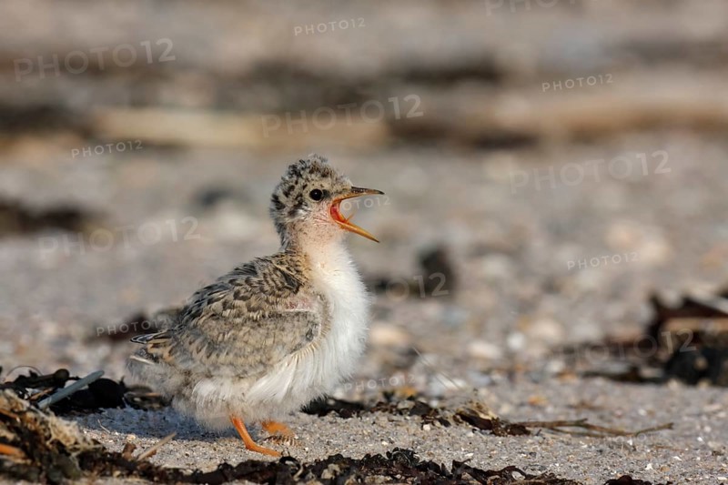 Little Tern (Sternula albifrons), young bird begging for food, Lower Saxon Wadden Sea National Park, East Frisian Islands, Lower Saxony, Germany, Europe