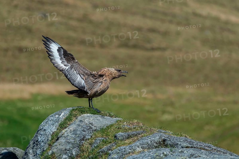 Great Skua (Stercorarius skua) beating its wings, Runde, Møre og Romsdal, Norway, Europe