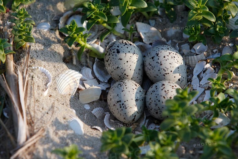 Ringed Plover (Charadrius hiaticula), clutch of eggs on the beach, search image, well camouflaged on the ground, Lower Saxony Wadden Sea National Park, East Frisian Islands, Lower Saxony, Germany, Europe