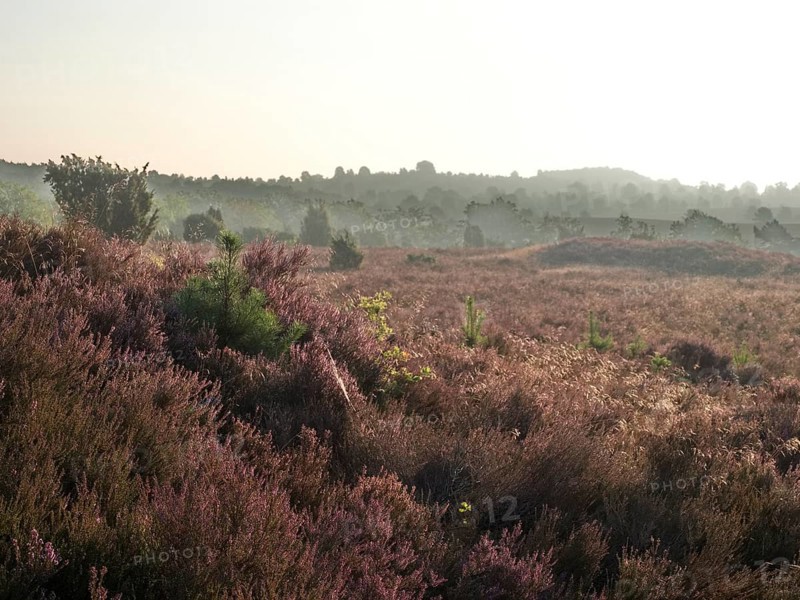 Heath blossom in the early morning in the Lüneburg Heath nature Park. The landscape in the heath nature reserves blossoms in purple to violet hues in late summer, Fürstengrab, Niederhaverbeck, Lower Saxony, Germany, Europe