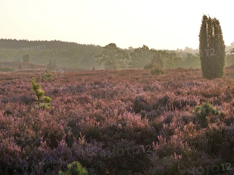 Heath blossom in the early morning in the Lüneburg Heath nature Park. The landscape in the heath nature reserves blossoms in purple to violet hues in late summer, Fürstengrab, Niederhaverbeck, Lower Saxony, Germany, Europe
