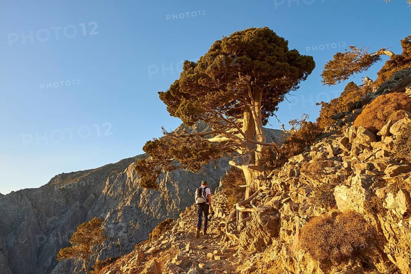 Hiking trail, tree, hiker from behind, Gingilos, hiking on the Gingilos, morning light, cloudless blue sky, Samaria Gorge, Omalos, Lefka Ori, White Mountains, West Crete, island of Crete, Greece, Europe