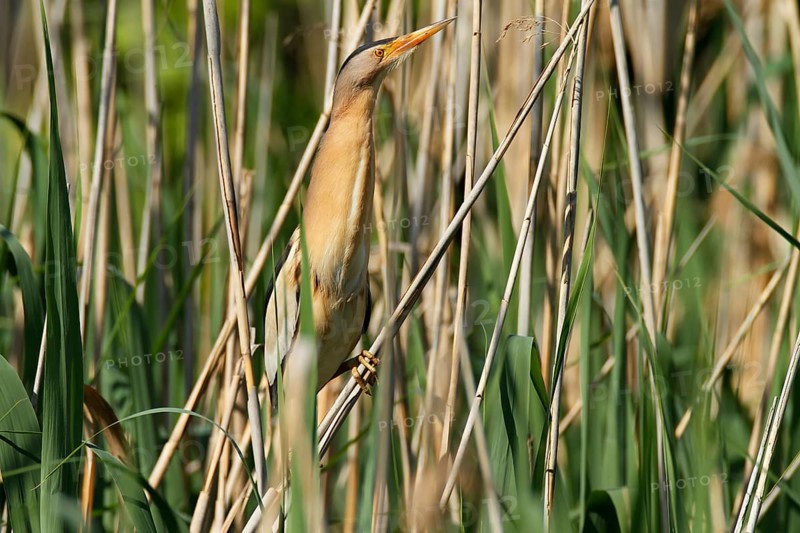 Little Bittern (Ixobrychus minutus) in breeding territory, Middle Elbe Biosphere Reserve, Dessau-Roßlau, Saxony-Anhalt, Germany, Europe