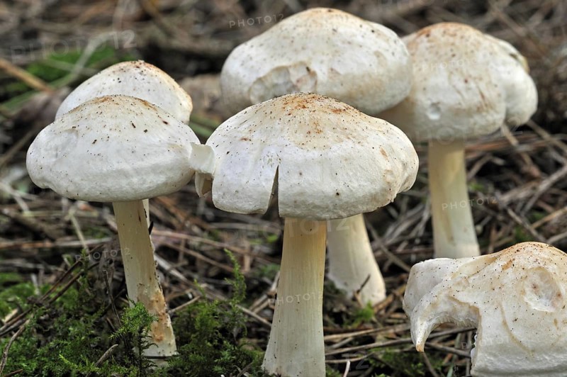 Spotted toughshank, Spotted tough-shank, Spotted Collybia (Collybia maculata) (Rhodocollybia maculata) in pine forest