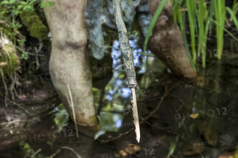 Cro-magnon man fishing in pond with harpoon at Prehisto Parc, theme park about prehistoric life at Tursac, Périgord, Dordogne, France, Europe