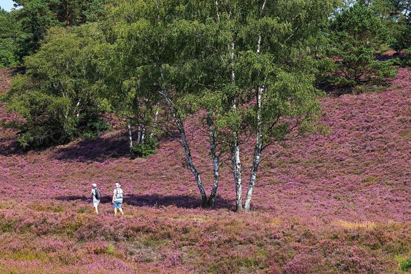 Fischbeker Heide nature reserve with hikers, heather blossom, flowering common heather (Calluna vulgaris) with birches (Betula) and scots pine (Pinus sylvestris), Hamburg, Germany, Europe