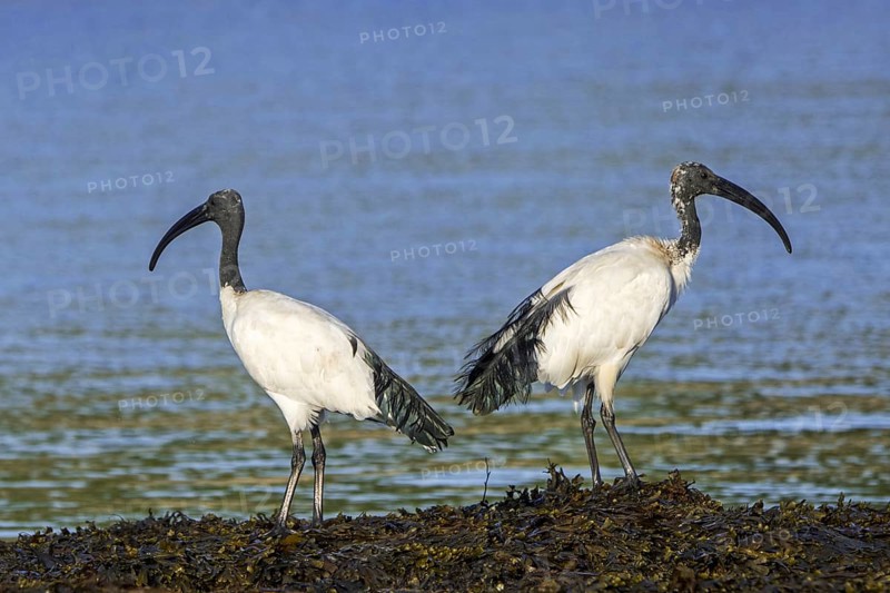 Two African sacred ibises (Threskiornis aethiopicus) introduced species foraging on seaweed covered beach along the Atlantic coast in Brittany, France, Europe