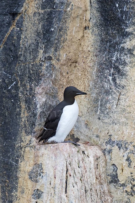 Thick-billed murre (Uria lomvia), Brünnich's guillemot on rock ledge in sea cliff in seabird colony, Alkefjellet, Hinlopenstreet, Svalbard, Norway, Europe