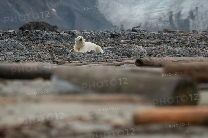 Reclining polar bear (Ursus maritimus), male, Blomstrandhalvoya, Svalbard and Jan Mayen archipelago, Norway, Europe