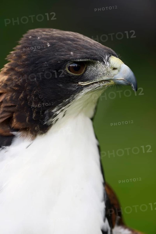 Hybrid between White-tailed Hawk and Red-backed Hawk (Buteo albicaudatus) (Geranoaetus albicaudatus x Buteo polyosoma), portrait of a mating bird