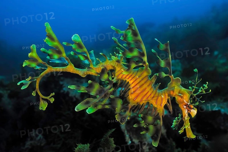 Ragfish (Phycodurus eques), Kangaroo Island, Pacific Ocean, South Australia