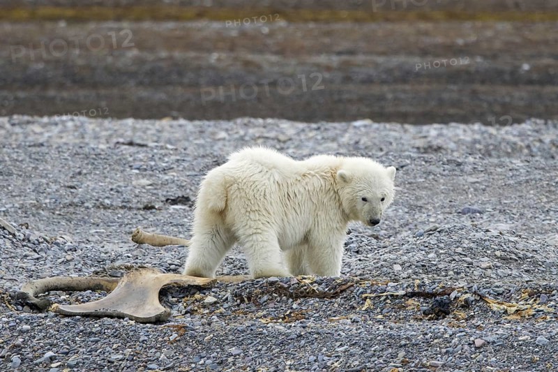Young scavenging polar bear (Ursus maritimus) cub foraging among stranded whale bones on shingle beach along the Svalbard coast in summer, Spitsbergen
