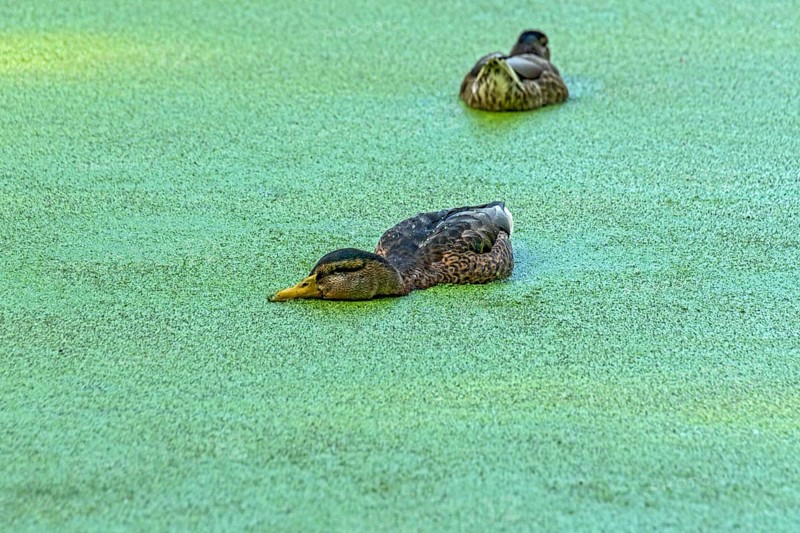 Mallards (Anas platyrhynchos) females swimming on pond with duckweeds (Lemna), duckweed, small lake in Meisebach Park, Bad Hersfeld, Kassel, Hesse, Germany, Europe